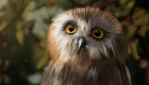 Owl_122014